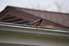 Turdus migratorius