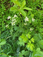 Anthriscus sylvestris