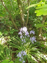 Hyacinthoides