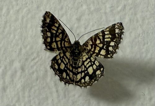 Latticed Heath