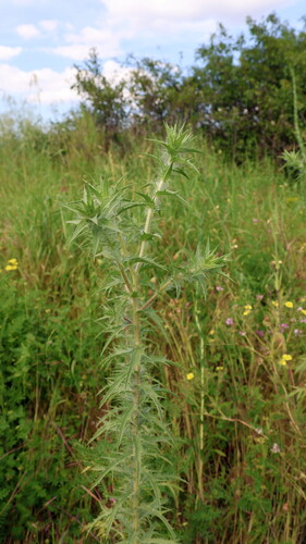 woolly distaff thistle