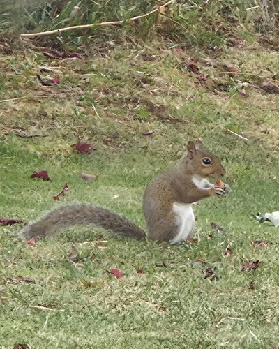 Eastern Gray Squirrel
