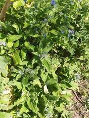 Pentaglottis sempervirens