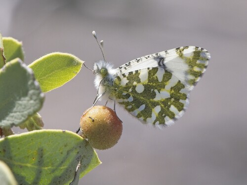 iNaturalist observation photo of Large Marble