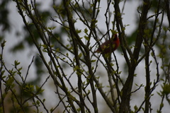 Cardinalis cardinalis