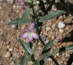 Penstemon albomarginatus