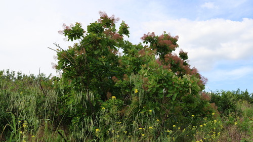 Smokebush