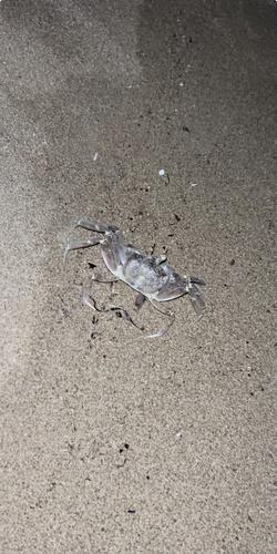 Tufted Ghost Crab