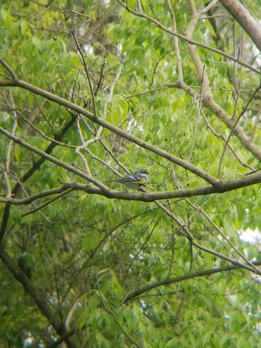 Yellow-rumped Warbler photographed in Pennsylvania