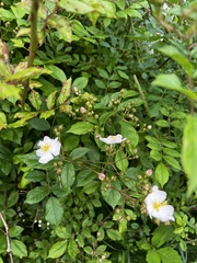multiflora rose