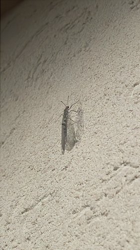 Megistopus flavicornis