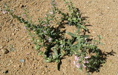 Penstemon albomarginatus