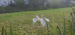 Dietes grandiflora