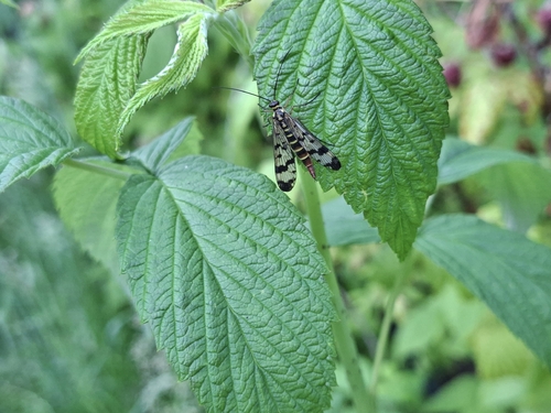Meadow Scorpionfly