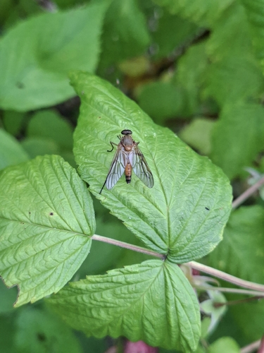Marsh Snipe Fly