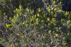 Dyscritothamnus filifolius