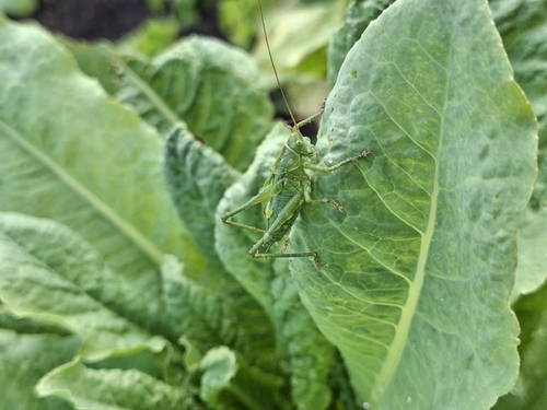 Great Green Bush-cricket