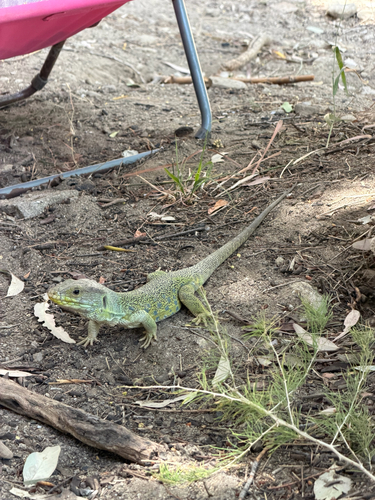 Ocellated Lizard
