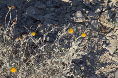 Thymophylla setifolia