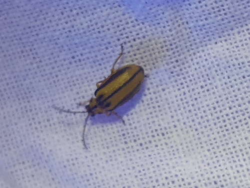 Elm Leaf Beetle