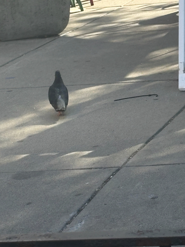 Feral Pigeon