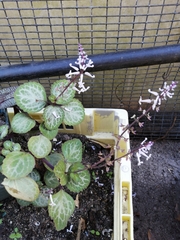 Plectranthus oertendahlii