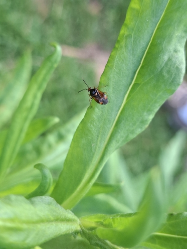 red-spotted plant bug