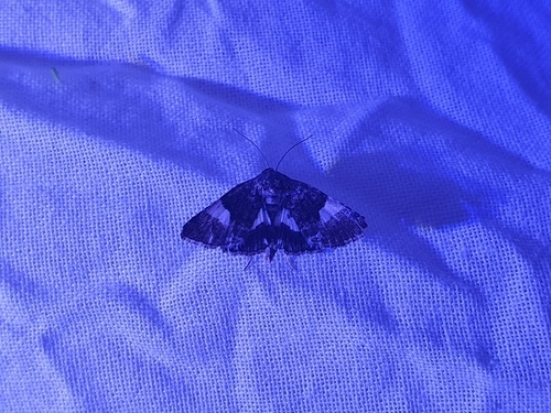 Four-spotted Moth