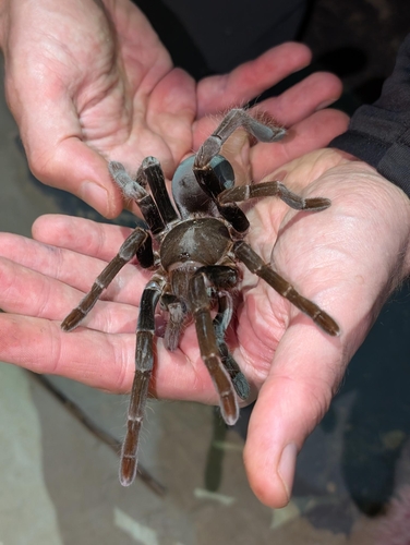 São Tomé Giant Baboon Spider