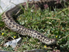 Vipera ursinii