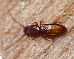 Laemophloeidae