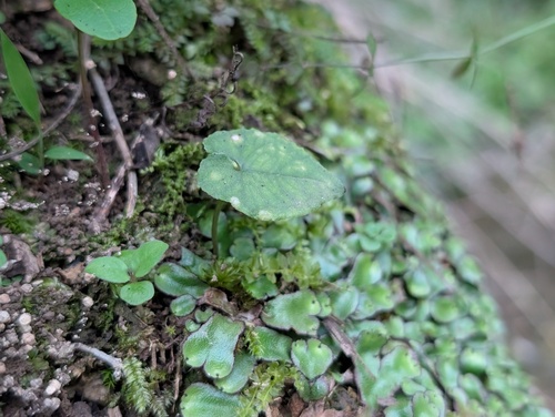 Pinellia cordata