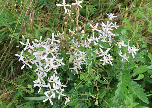 Clematis lathyrifolia