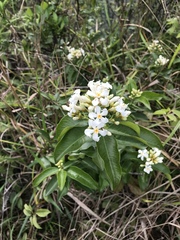 Melodinus suaveolens