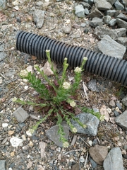 Lepidium campestre