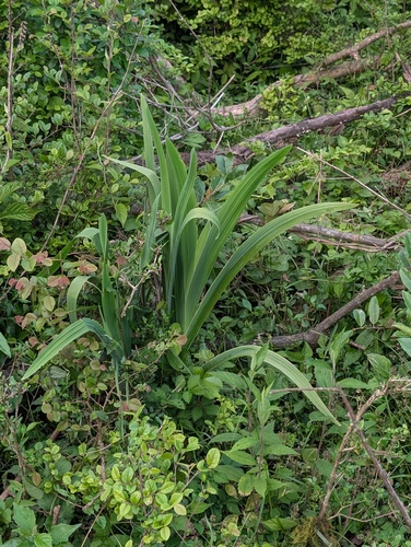 Blackberry Lily