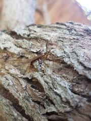 Nephrotoma antennata