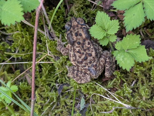 Asian Common Toad