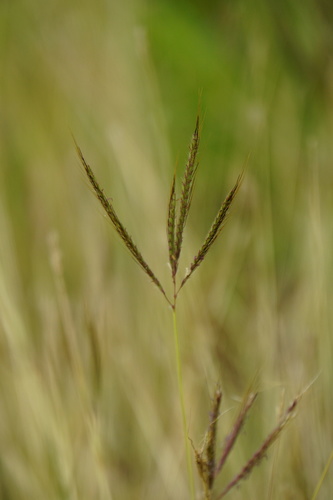 Dichanthium annulatum