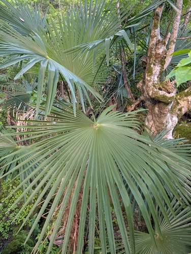 Chusan Palm