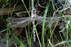 Austroaeschna flavomaculata