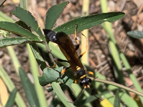 Yellow-legged Mud-dauber Wasp