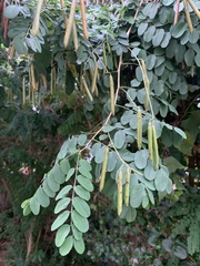 Indigofera jucunda