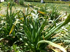 Narcissus tazetta chinensis
