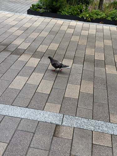 Rock Pigeon