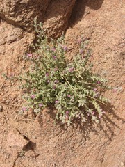 Stachys aegyptiaca
