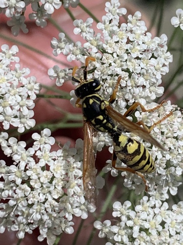European Paper Wasp