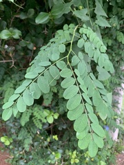 Indigofera jucunda