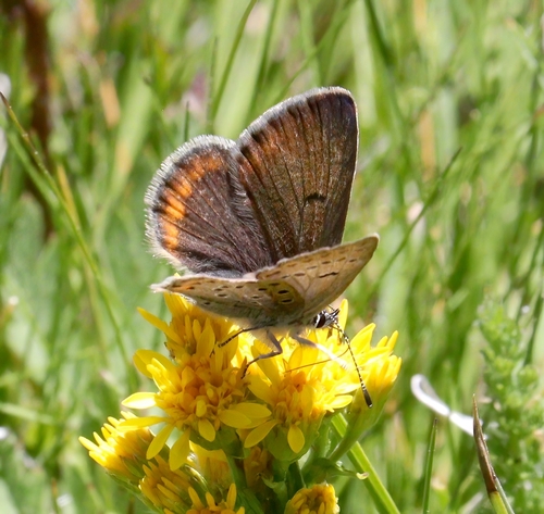 iNaturalist observation photo of Greenish Blue