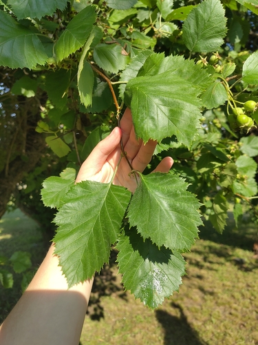 Hairy Cockspurthorn